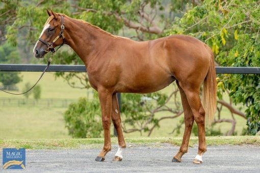 Dubious X Too Chat Filly